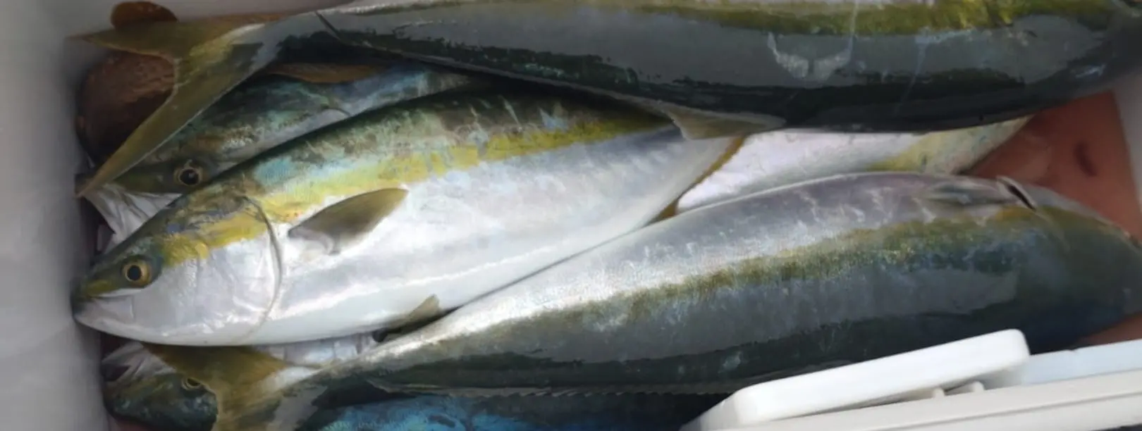 クーラーボックスの中にぎっしりと詰まった釣り上げた魚